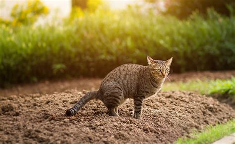 Le Chat De Mon Voisin Vient Faire Ses Besoins Dans Mon Jardin Comment