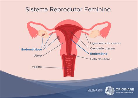 Fertiliza O In Vitro Fiv O Que E Quando Indicada