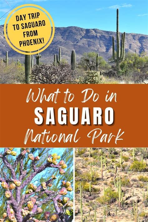 Awesome Things To Do In Saguaro National Park Artofit