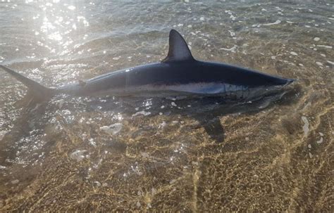 Hérault Un requin mako vivant de deux mètres retrouvé au bord d une plage