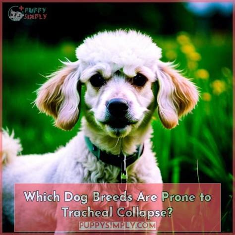 Dog Tracheal Collapse: Symptoms, Treatments & Prognosis