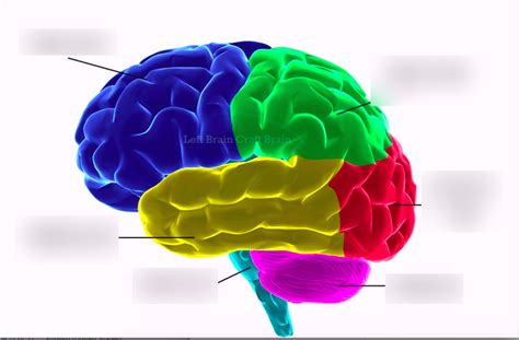 Psychology Exam Review Diagram Quizlet