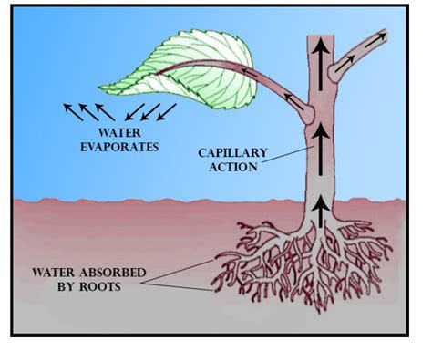 Explain The Internal Structure Of The Leaf Class 11 Biology Cbse Images