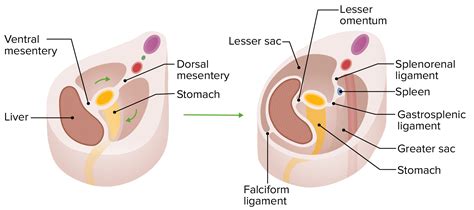 Development Of The Abdominal Organs Concise Medical Knowledge