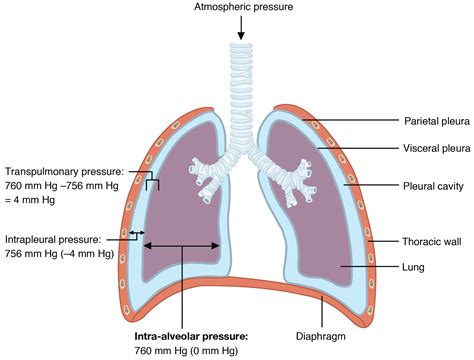 Difference Between Alveolar Ventilation And Pulmonary Ventilation - ZTech