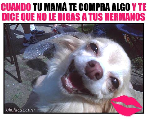 88+ Perro Chihuahua Enojado Meme - l2sanpiero