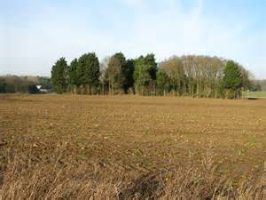 Windbreak In Crop Fields Evelyn Simak Cc By Sa 2 0 Geograph