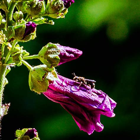 Insekten Bei Regenschauer Br Ckner Hans Peter Flickr