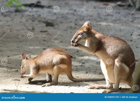 Agile Wallaby stock photo. Image of chipmunk, whiskers - 258591192