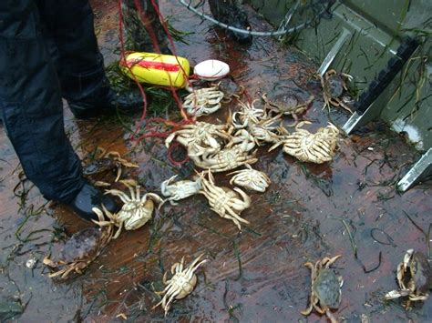 Crabbing on the Oregon Coast (hunting and fishing forum at permies)