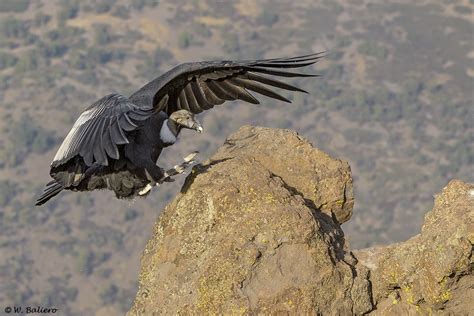 C Ndor Andean Condor Vultur Gryphus Female Farellone Flickr