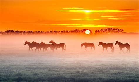 4k Horse Wallpapers Top Free 4k Horse Backgrounds Wallpaperaccess