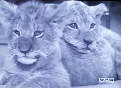 Lions On The Loose 1941