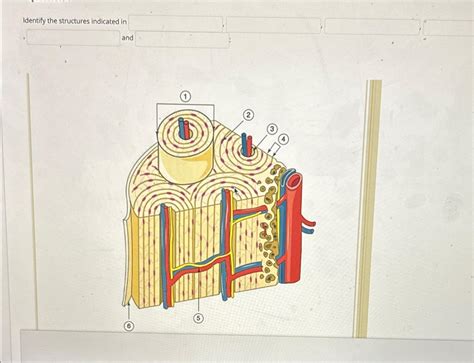 Solved Identify The Structures Indicated In And Hint Chegg