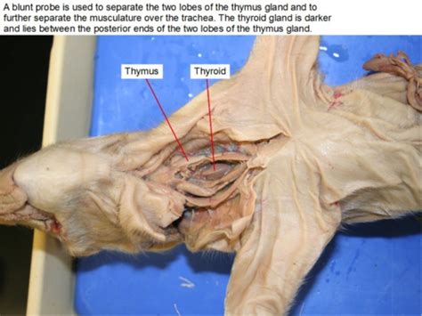 Biology Fetal Pig Dissection Fetal Pig Overview Biologyfetal Pig