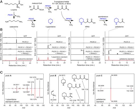 A Metabolic Regulon Reveals Early And Late Acting Enzymes In