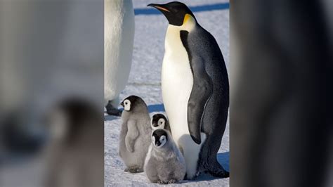 Scientists Spot Previously Unknown Colonies Of Emperor Penguins In