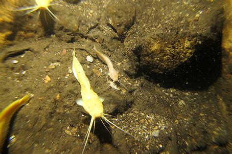 Swimming Blind The Critically Endangered Blind Cave Catfish