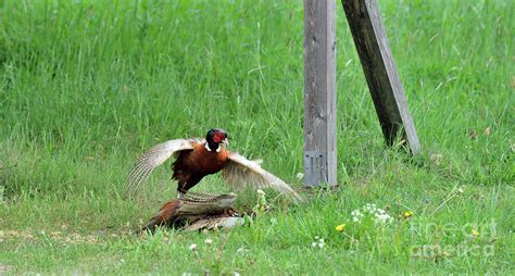 Territorial behavior Photograph by Esko Lindell | Fine Art America