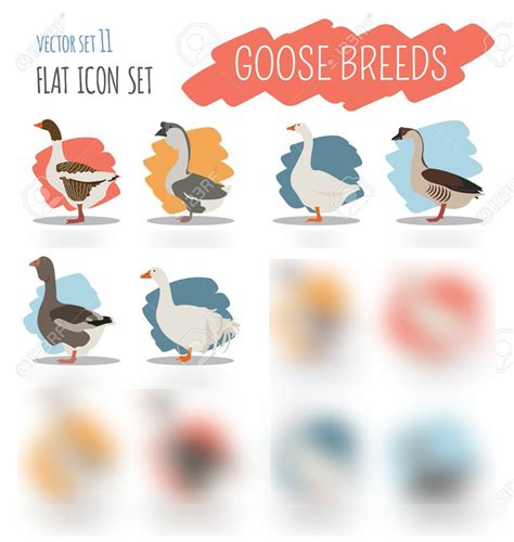 Goose Breeds 1 Diagram | Quizlet