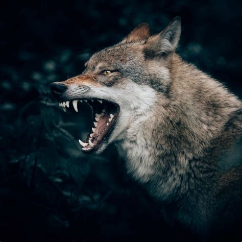 Fairy Tales with Wolves: A Falsely Maligned Villain? - SWW