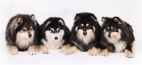 Finnish Lapphund - Puppies, Rescue, Pictures, Information, Temperament ...