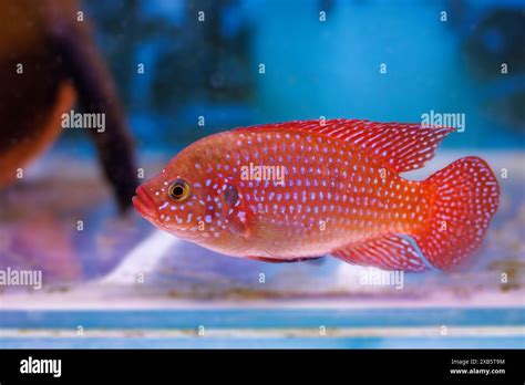 Blood Red Jewel Cichlid Hemichromis Lifalili Stock Photo Alamy