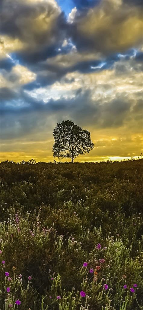 Meadows 5k 4k 8k Wildflowers Sunset Trees Clouds N Iphone Wallpapers