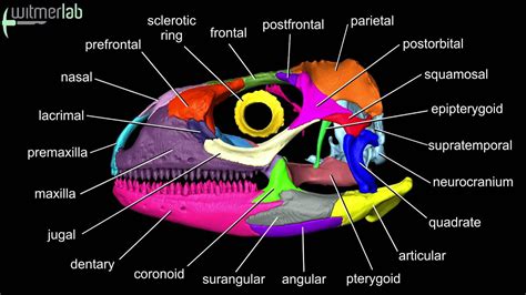 Visible Interactive Iguana - labelled skull bones - YouTube