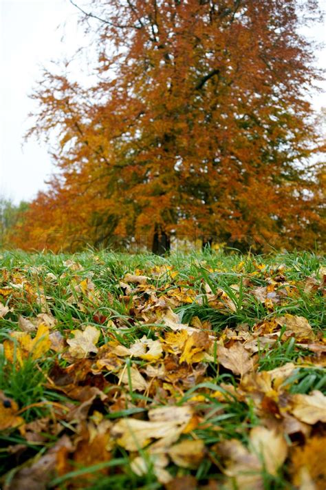 Autumn Leaves On The Lawn Stock Image Colourbox