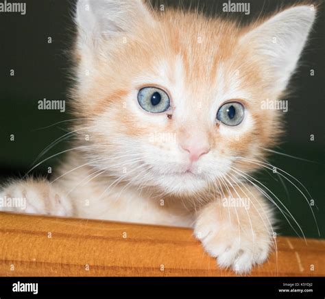 Fluffy Orange Kitten With Blue Eyes