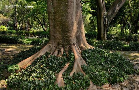 Reestructuran el Jardín Etnobotánico y Museo de Medicina Tradicional y