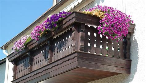 Cveće Za Terase I Balkon Top 10 Predloga Sobne Biljke