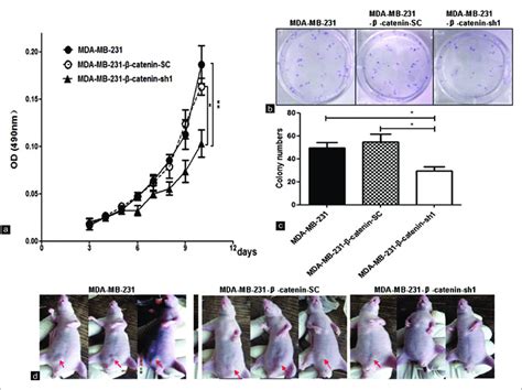 Mda Mb Catenin Sh Cells Decreased The Ability Of Cell