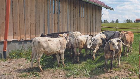 Landwirtschaft Im Nebenerwerb Allg Uer M Sten Erfolgreich Rinder