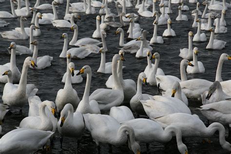 Swans Swans Swans How Many Swans Can You See In One Day Flickr