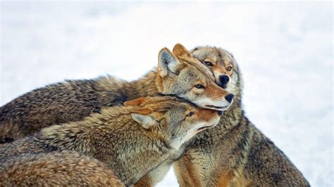 Coyote Free 4K Wallpapers | Coyote animal, Animals, Coyote