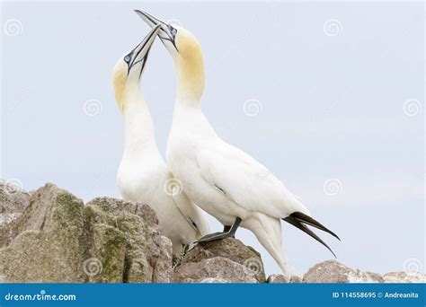 Northern Gannet Pair In Courtship Stock Image Image Of Body