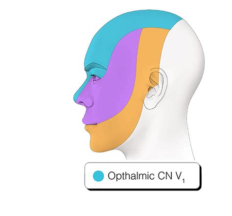 V1 – Ophthalmic Nerve | Head and Neck Anatomy: Part III – Cranial Nerves | Continuing Education ...