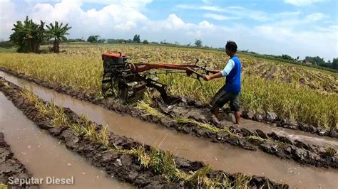 Kreatif Membuat Gulutan Buat Tanaman Jagung Youtube