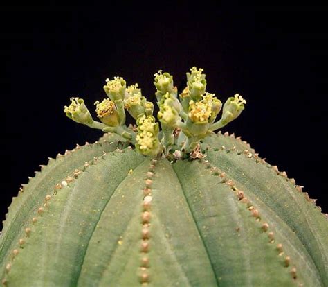 How To Care For Euphorbia Obesa The Green Experiment Company