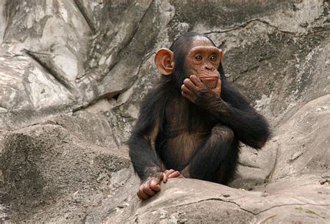 6500 Monkey Thinking Stock Photos Pictures And Royalty Free Images