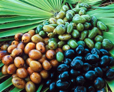 Saw Palmetto Algarsementes