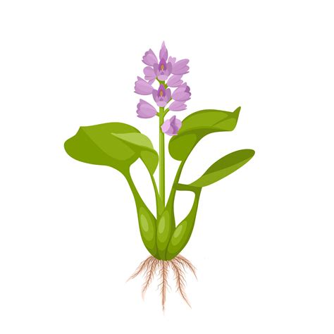 Vector Illustration Water Hyacinth Or Eichhornia Crassipes Isolated