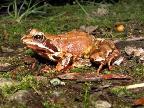 Boreal Forest Reptiles & Amphibians: The Boreal Encyclopedia