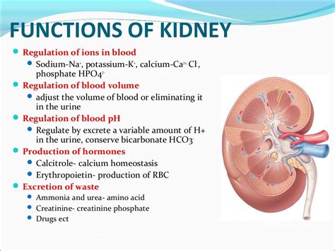 Urinary system