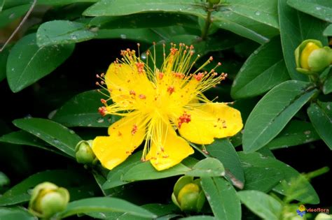 Le Douaire Île de Vivre Tout savoir sur le Millepertuis hypericum