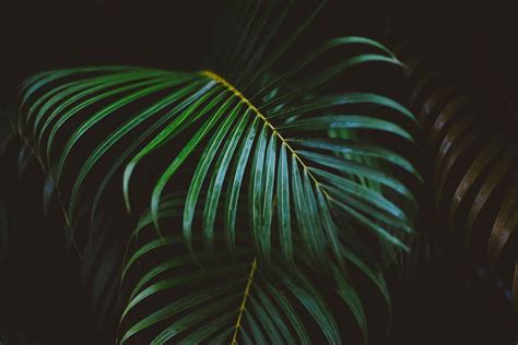 HD wallpaper: Green palm tree, summer, nature, sky, leaf, leaves, outdoors | Wallpaper Flare