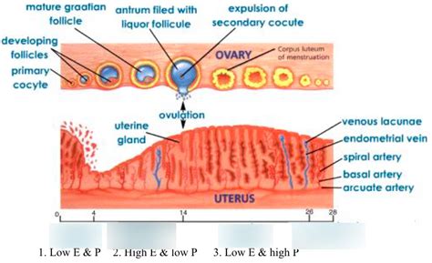 Female- Uterine Cycle Diagram | Quizlet