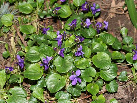 Viola Odorata English Violet Go Botany